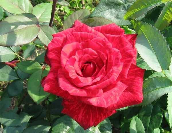 Роза «маруся»: описание и советы по уходу