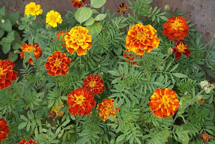 Цветки бархатцев – лечебные свойства, от чего помогают бархатцы
