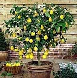 Как поливать лимон в домашних условиях в горшке, и в том числе в открытом грунте, а также чем правильно орошать дерево, и как часто нужно это делать зимой и летом?дача эксперт