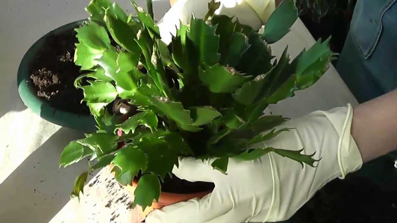 Цветок декабрист: уход в домашних условиях за ветвистым комнатным растением