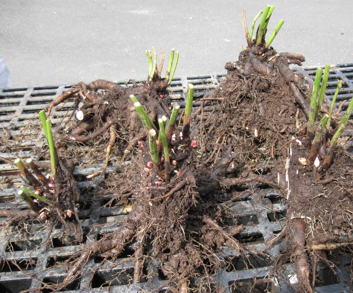 Выращивание древовидного пиона: посадка, размножение и уход в открытом грунте