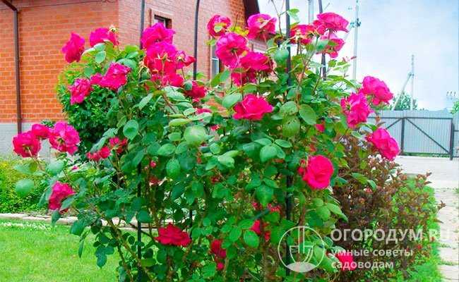 Роза плетистая дон жуан (don juan): фото, описание, отзывы