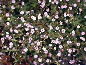 Гипсофила многолетняя (50 фото): изящная, метельчатая, махровая, ползучая розовая, фламинго, выращивание из семян