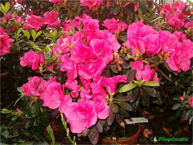Красивый рододендрон рози лайтс: интересная и важная информация об этом листопадном кустарнике