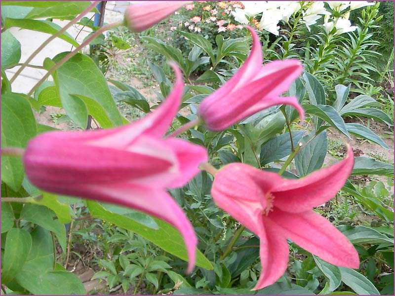 Клематисы: посадка и уход. цветущий сад – с весны до осени