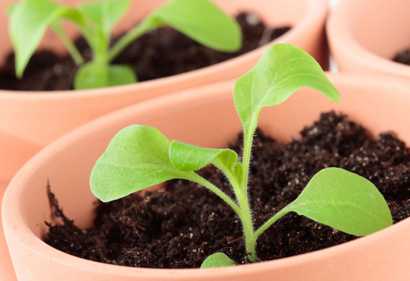 Выращивание рассады петунии дома: когда высевать, что делать если плохо растет