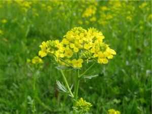 Незабудки: фото цветов с описанием, посадка, выращивание и уход - sadovnikam.ru