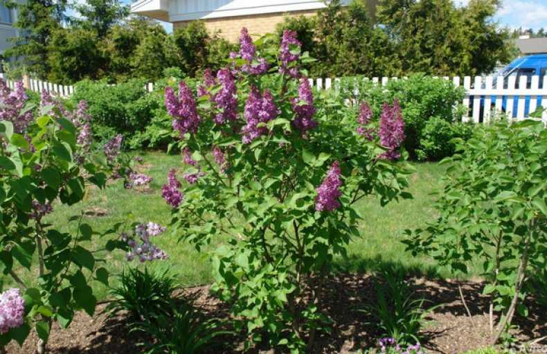Сирень красавица москвы — описание moscow beauty, уход и посадка + фото цветущих растений в саду