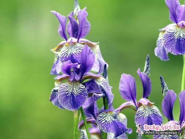Цветок с фиолетовыми цветами: названия, фото, уход