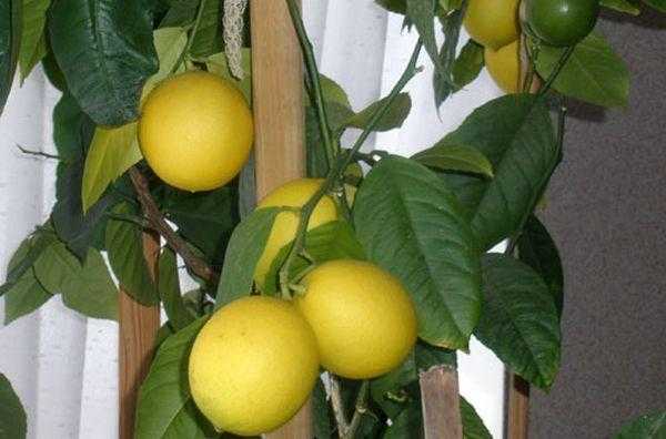 Неприхотливый и оригинальный лимон мейера: уход и разведение