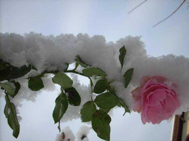 Плетистая роза: подготовка к холодам и укрытие на зиму + видео