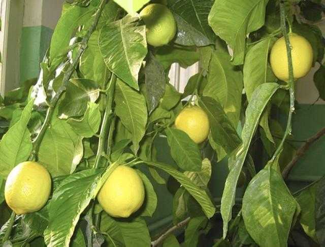 Павловский лимон: уход в домашних условиях