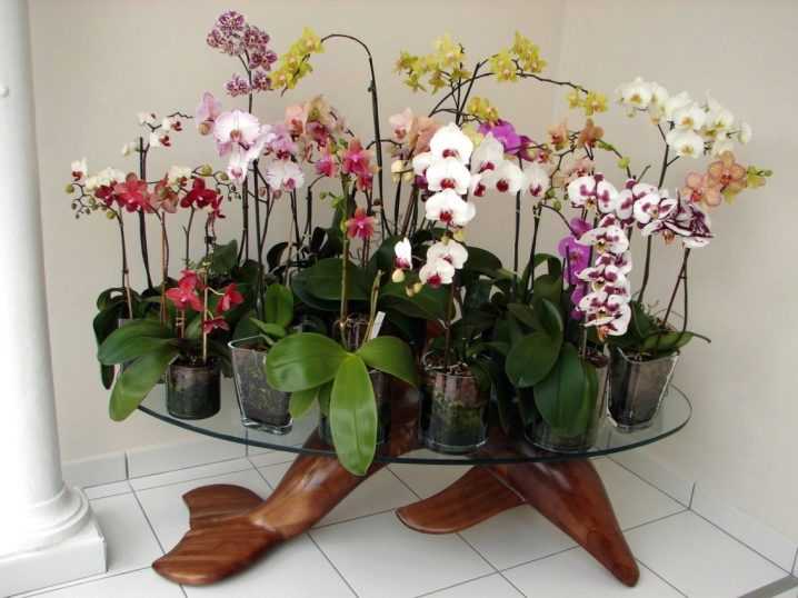 Мини орхидея фаленопсис: особенности ухода, размножение. советы для начинающих цветоводов