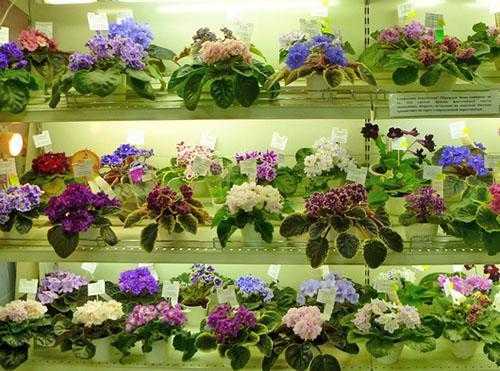 Как выглядит фиалка — описание растения. 10 очаровательных сортов фиалок, которые украсят ваше окно