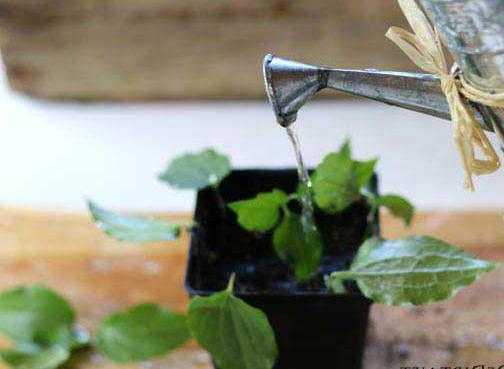Выращивание клематиса в открытом грунте: посадка, уход и размножение