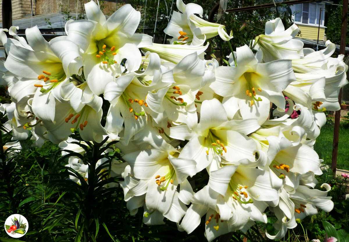 Подкормка лилий – выращиваем пышные цветы в саду