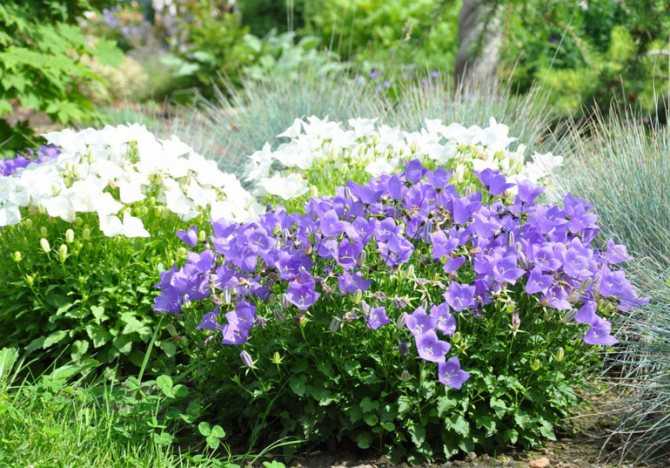 Колокольчик садовый многолетний: как выращивать, какие колокольчики многолетние стоит посадить в саду.