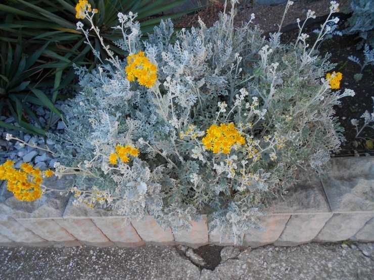 Цветок цинерария - выращивание и уход, посадка из семян в домашних условиях