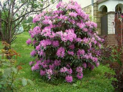 Рододендрон катевбинский (азалия многоцветковая): уход в саду selo.guru — интернет портал о сельском хозяйстве
