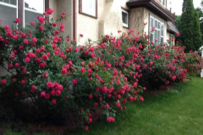 Кустовые розы: как вырастить, посадка и уход, размножение и обрезка, фото