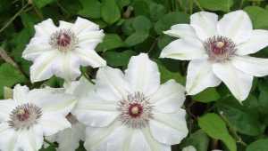 Клематисы - 88 фото самого красивого цветка из семейства лютиковых