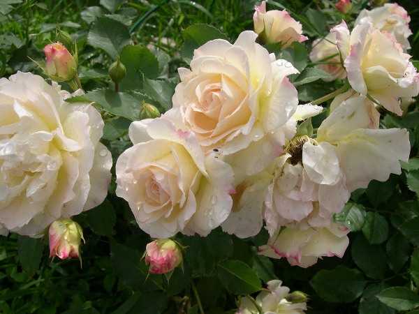Роза флорибунд: описание, выращивание, уход и посадка