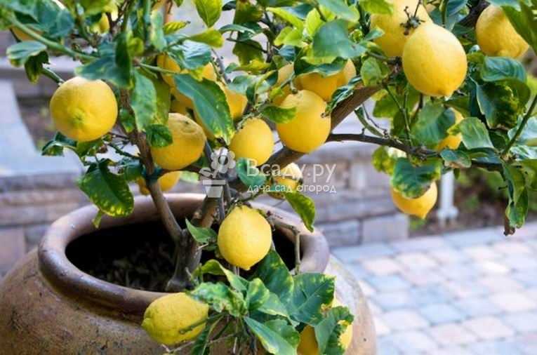 Павловский лимон — уход в домашних условиях, описание сорта (фото) и история, болезни и обрезка комнатного лимона