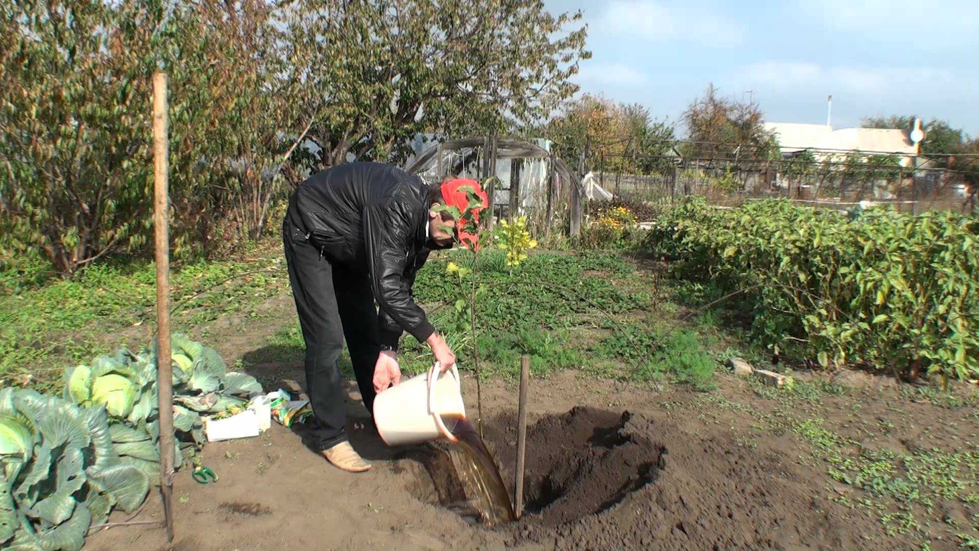 Как посадить грушу | пошаговая инструкция по посадке саженцев весной или осенью