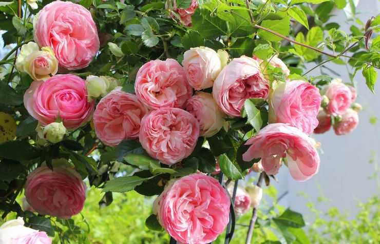Самые красивые и неприхотливые плетистые розы: обзор с фото