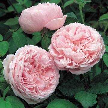 Английские розы дэвида остина | о розе