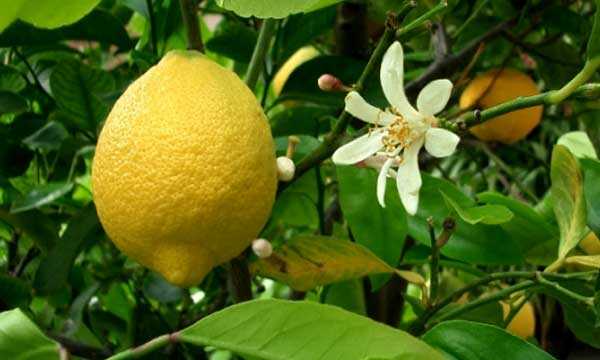 Пересадка лимона в новый горшок. как вырастить лимон из косточки в домашних условиях