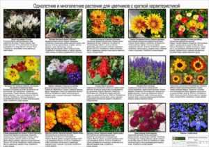 Красивые однолетние цветы - 130 фото, обзор лучших видов и вариантов дизайна