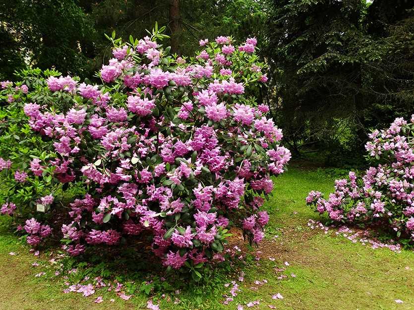 Самые красивые и устойчивые сорта рододендронов для вашего сада на supersadovnik.ru