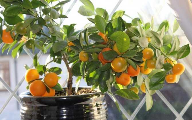 Можно ли выращивать лимон из косточки в домашних условиях, чтобы были плоды? инструкции и правила