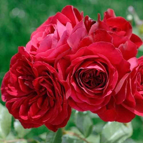 Розы шрабы сорта и особенности | сад и огород - интернет журнал о даче