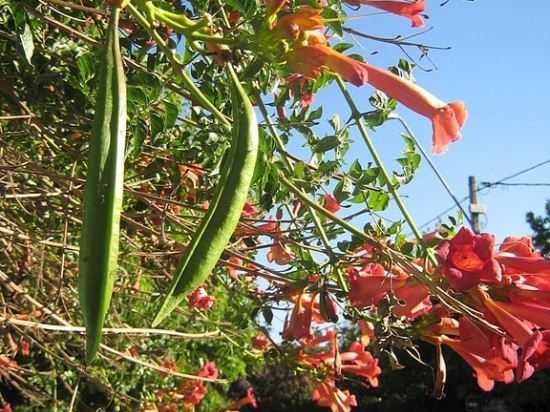 Все о кампсисе: размножение и посадка лианы, уход за растением в открытом грунте