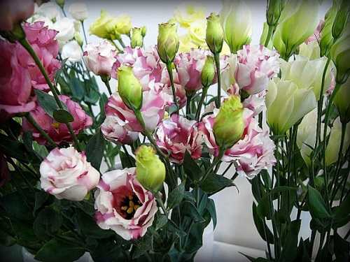 Цветы, похожие на розы, но маленькие: лизиантус, ирландская роза, эустома
