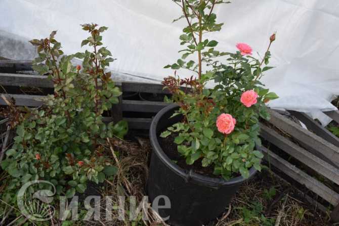 Когда и чем лучше укрыть розы на зиму: сроки, правила и лучшие материалы для укрытия