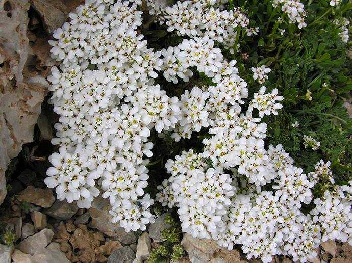 Иберис многолетний (34 фото): посадка и уход, нюансы выращивания в открытом грунте, описание сорта «сноуфлейк» с белыми цветами и других