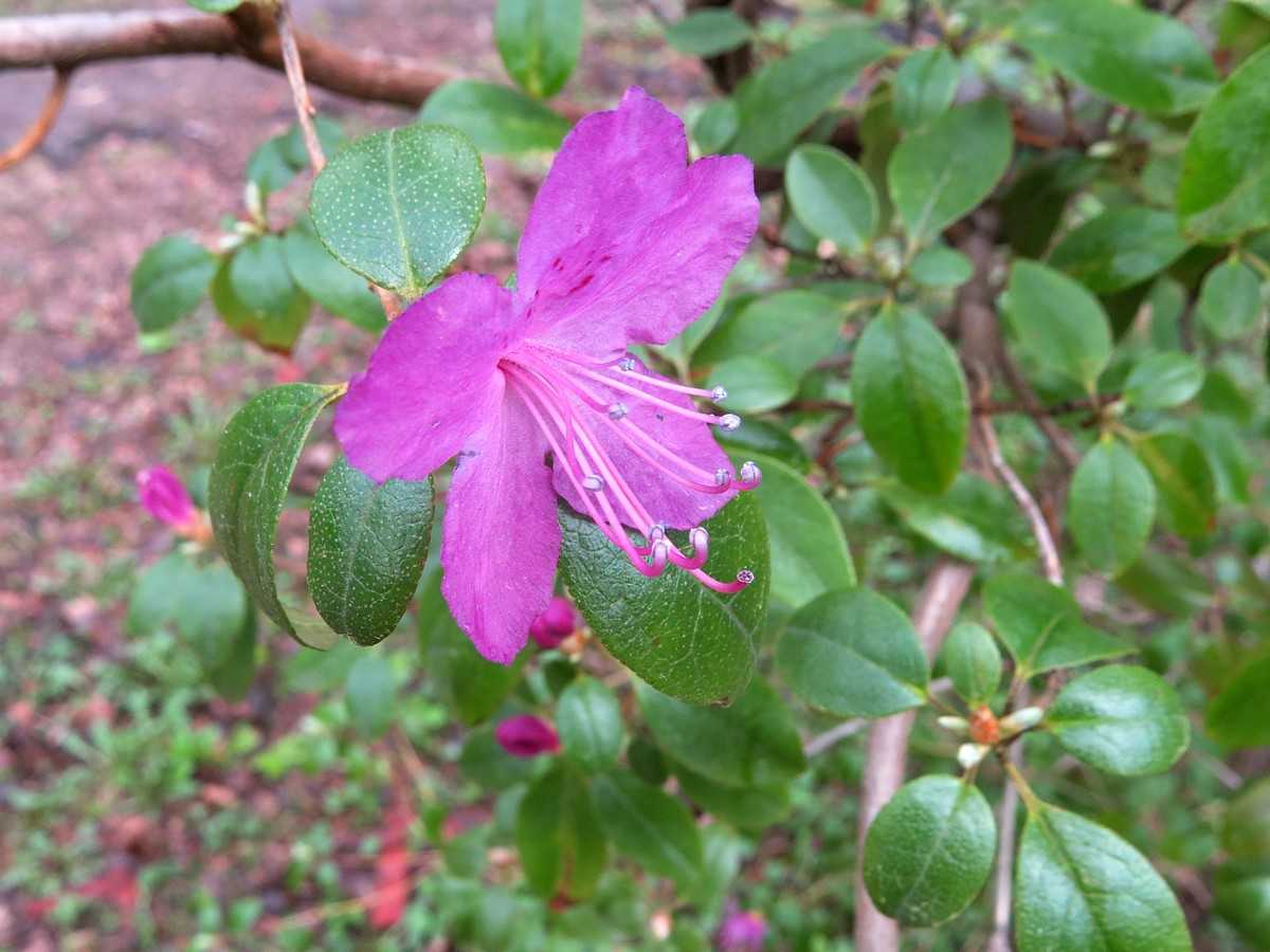 Рододендрон розеум элеганс: описание сорта, посадка и уход, размножение с фото