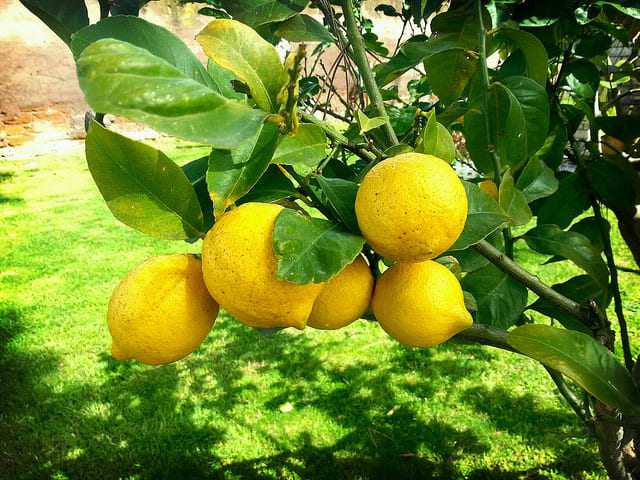 Как сохранить на зиму лимоны в домашних условиях, лучшие способы и сроки