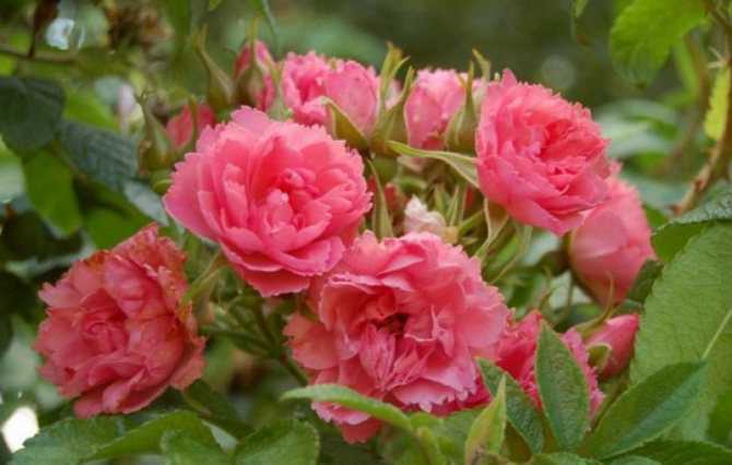 Роза ругоза (фото и описание характеристик сортов и гибридов)
роза ругоза (фото и описание характеристик сортов и гибридов)