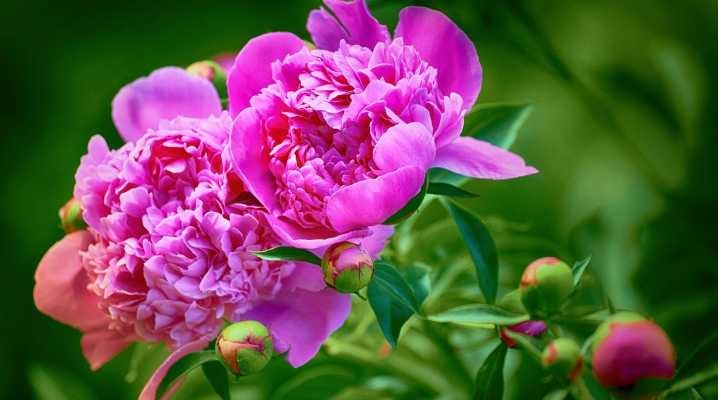 Чем подкормить пионы весной и летом — подкормки для пышного и обильного цветения