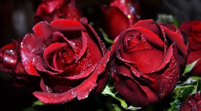 Как правильно ухаживать за розами осенью для последующего обильного цветения