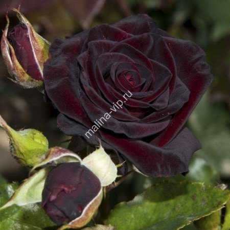 Роза плетистая черная королева фото и описание - ogorod.guru
