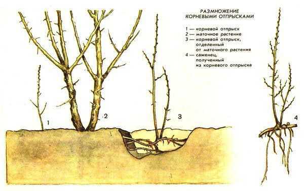 Черенкование растений: особенности размножения черенками, способы, правила
