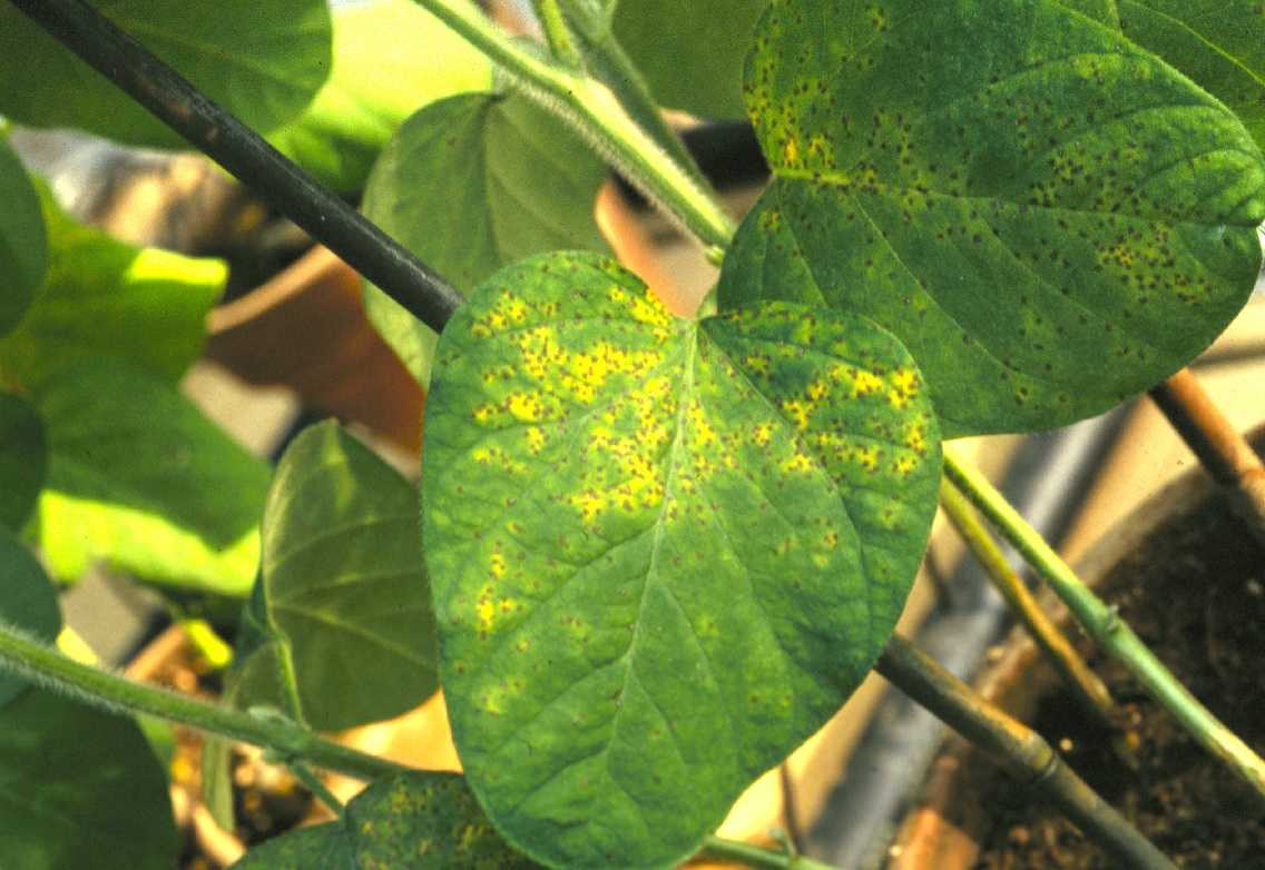 У рассады петунии желтеют листья — чем это опасно? | спутниковые технологии