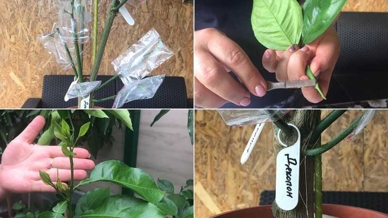 Размножение фикуса черенками в домашних условиях (13 фото): как посадить фикус отростком и укоренить отросток без корней? как правильно взять черенок?