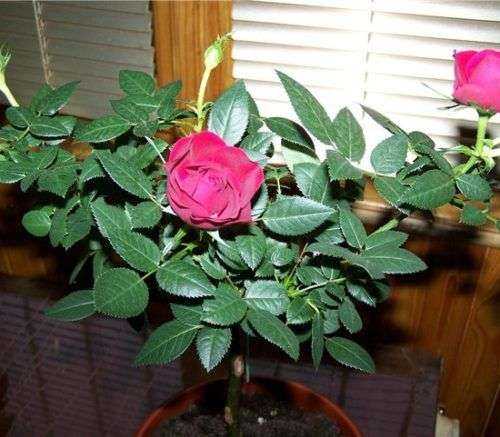 Гибискус и каркаде: это одно и то же или нет, какая разница между hibiscus и суданской розой, чем отличаются сорта растения, как выглядят цветы на фото? русский фермер