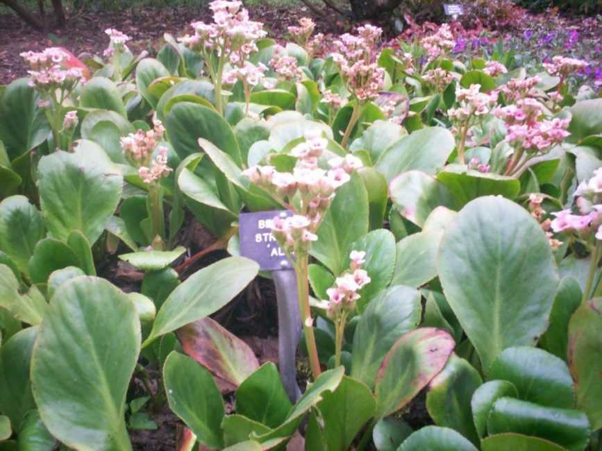 Цветок бадан: уход и выращивание в открытом грунте